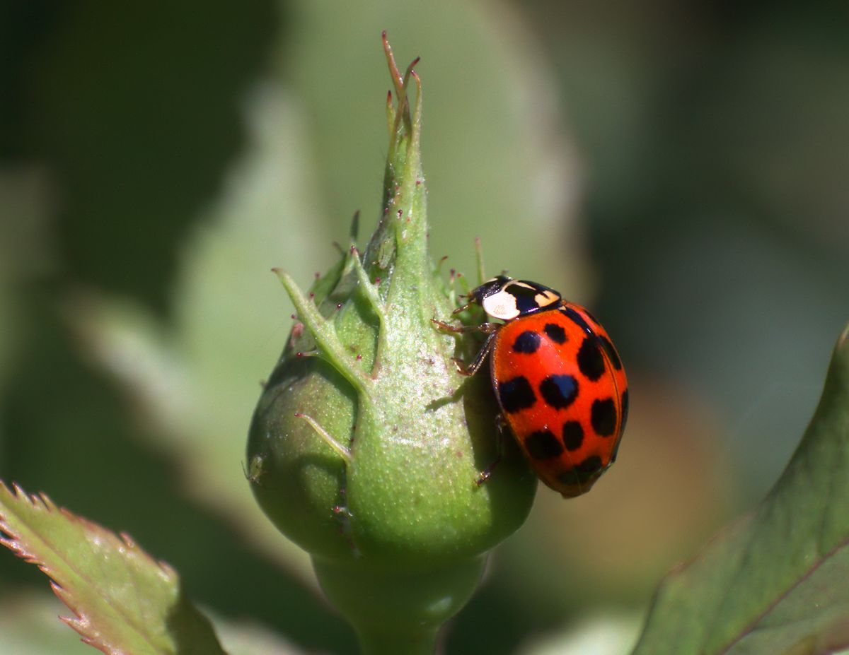 Harmonia axyridis